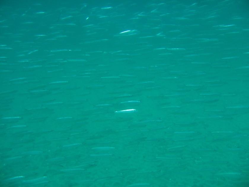 School of small fish