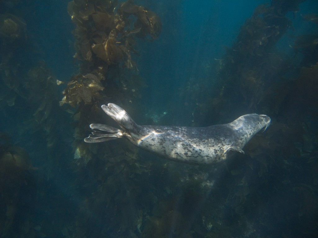 Harbor seal swimming above the kelp
