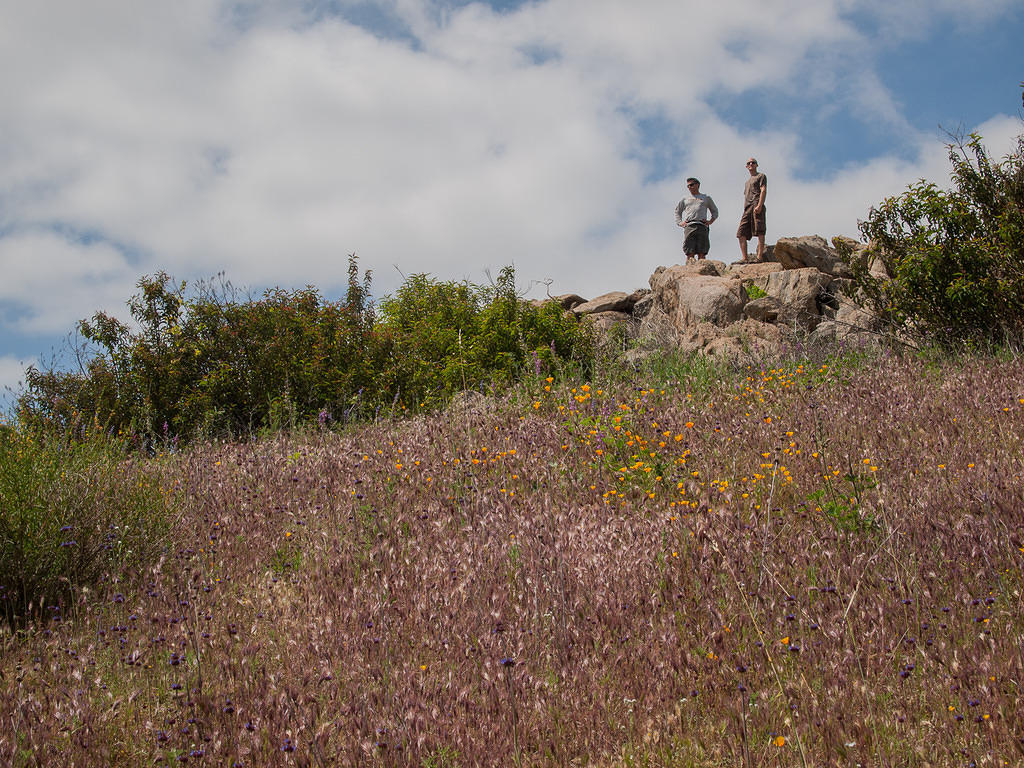 Pete and Paul above the grasses