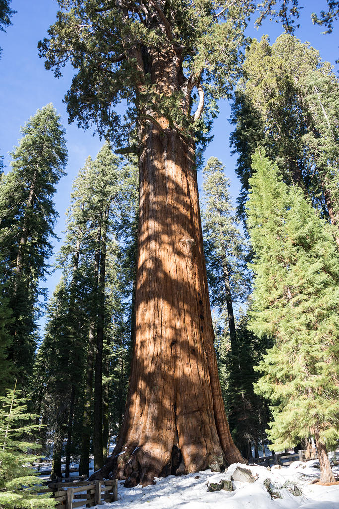 General Sherman Tree