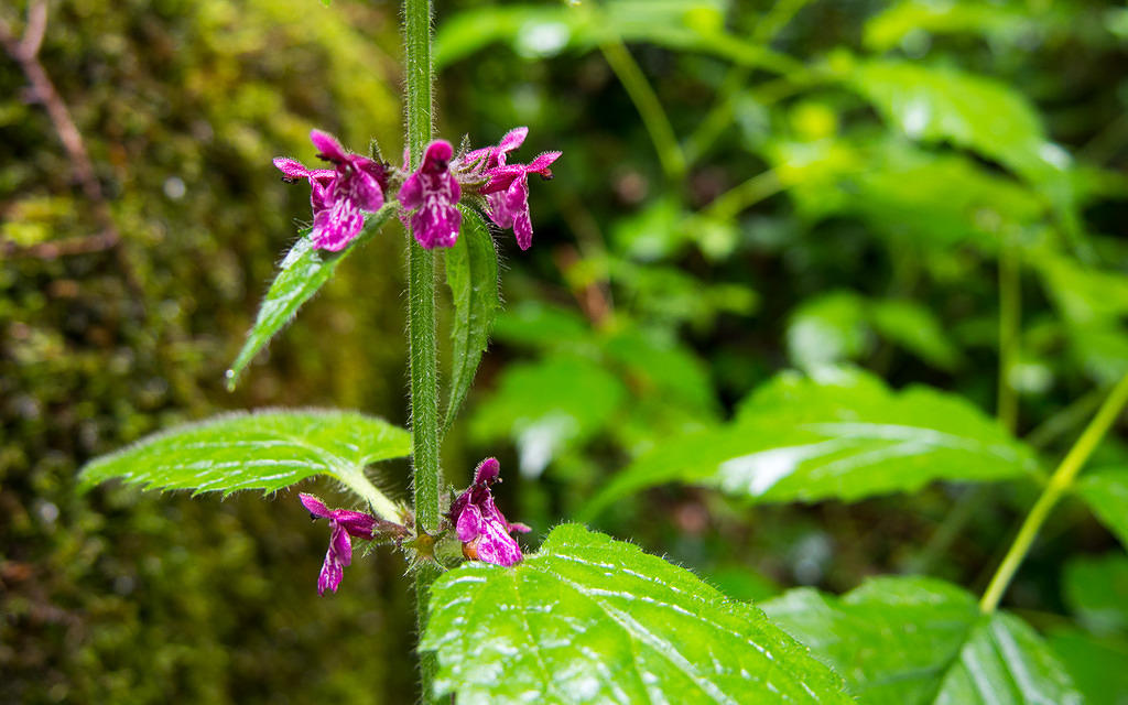 Tiny purple flowers