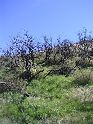 Charred trees, green grass