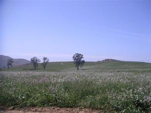 Green fields