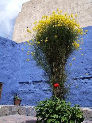 Yellow and blue; Convent of Santa Catalina