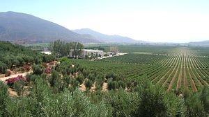 LA Cetto olive trees and grape vines