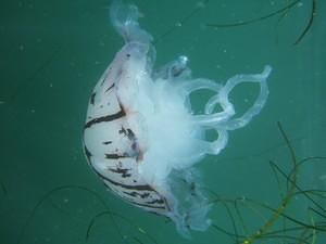 05.08.27&28 Jellyfish at the La Jolla Shores and Cove.