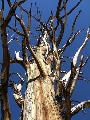 Dead and burned bristlecone pine