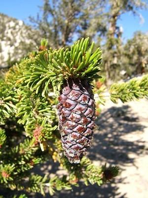 Purple-ish cone of one of the two bristlecone pine species