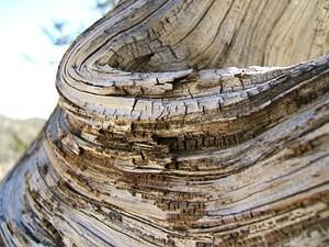 Tight growth rings and twisted wood