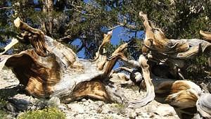 Twisted old bristlecone pine stumps