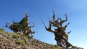 Two ancient bristlecone pines.  One alive, one dead.