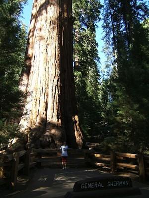 Trunk of General Sherman