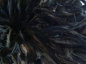 Uprooted sequoia