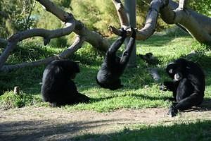 Siamang family