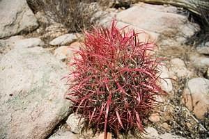Red spined barrel cactus