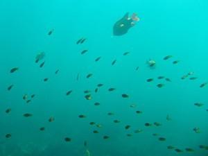 Small yellow and purple fish with garabaldi