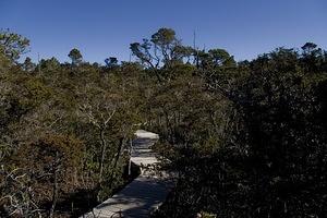 Pygmy Forest Reserve