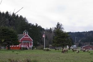 Stone Lagoon elk