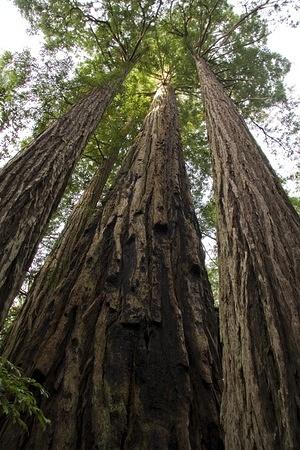 Tripple tree at Lady Bird Johnson Grove
