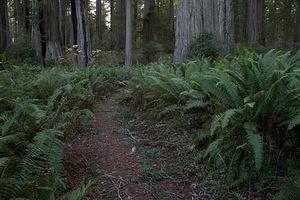 Lady Bird Johnson Grove fern trail