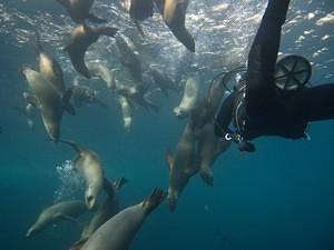 Mani and 24 sea lions