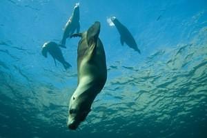 A sea lion breaks away from the group to investigate
