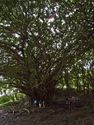 Banyan tree near Rainbow Falls