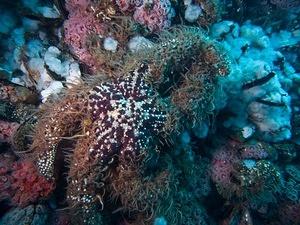Large purple starfish covered in brittle stars