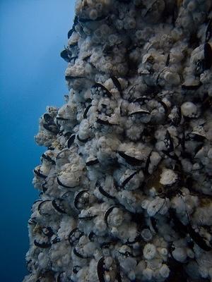 Scallops cover the support columns