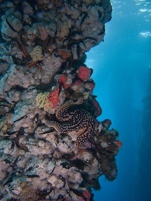 Starfish, sponges, and scallops