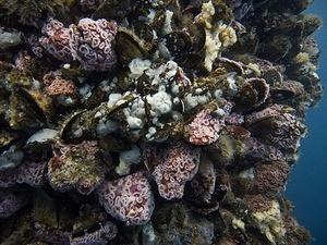 Anemones and scallops