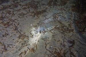 Six inch long shrimp on the sand