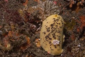 Sea lemon
