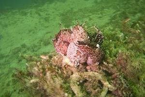 Sea hare orgy