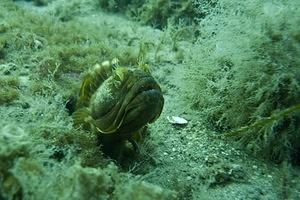 A sarcastic fringehead