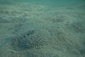 A covered sea pansy