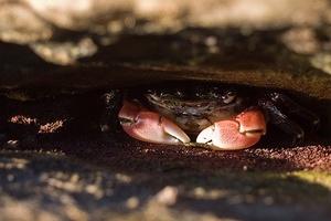 Small purple crab in the cracks
