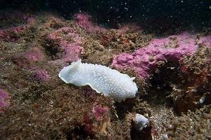 Cadlina Luteomarginata