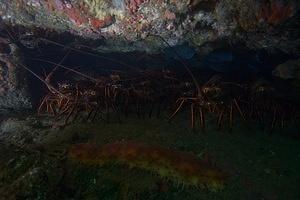 Lobsters, blacksmith, and a sea cucumber