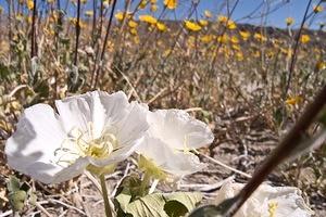 Dune evening primrose
