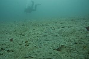 A large flounder blends in