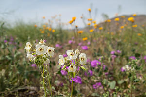 Brown-Eyed Evening Primrose