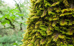 Tree moss
