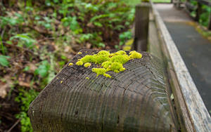 The start of moss