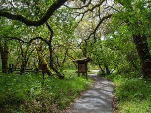 Bale Grist Mill walkway