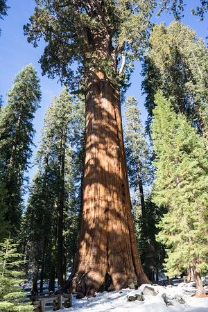 General Sherman Tree