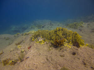 Boxfish and coral