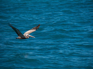 Pelican in flght