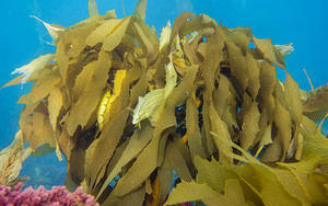 Giant kelpfish hiding