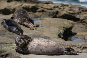 Itchy harbor seal